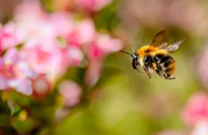 Lesson From The Bumble Bee